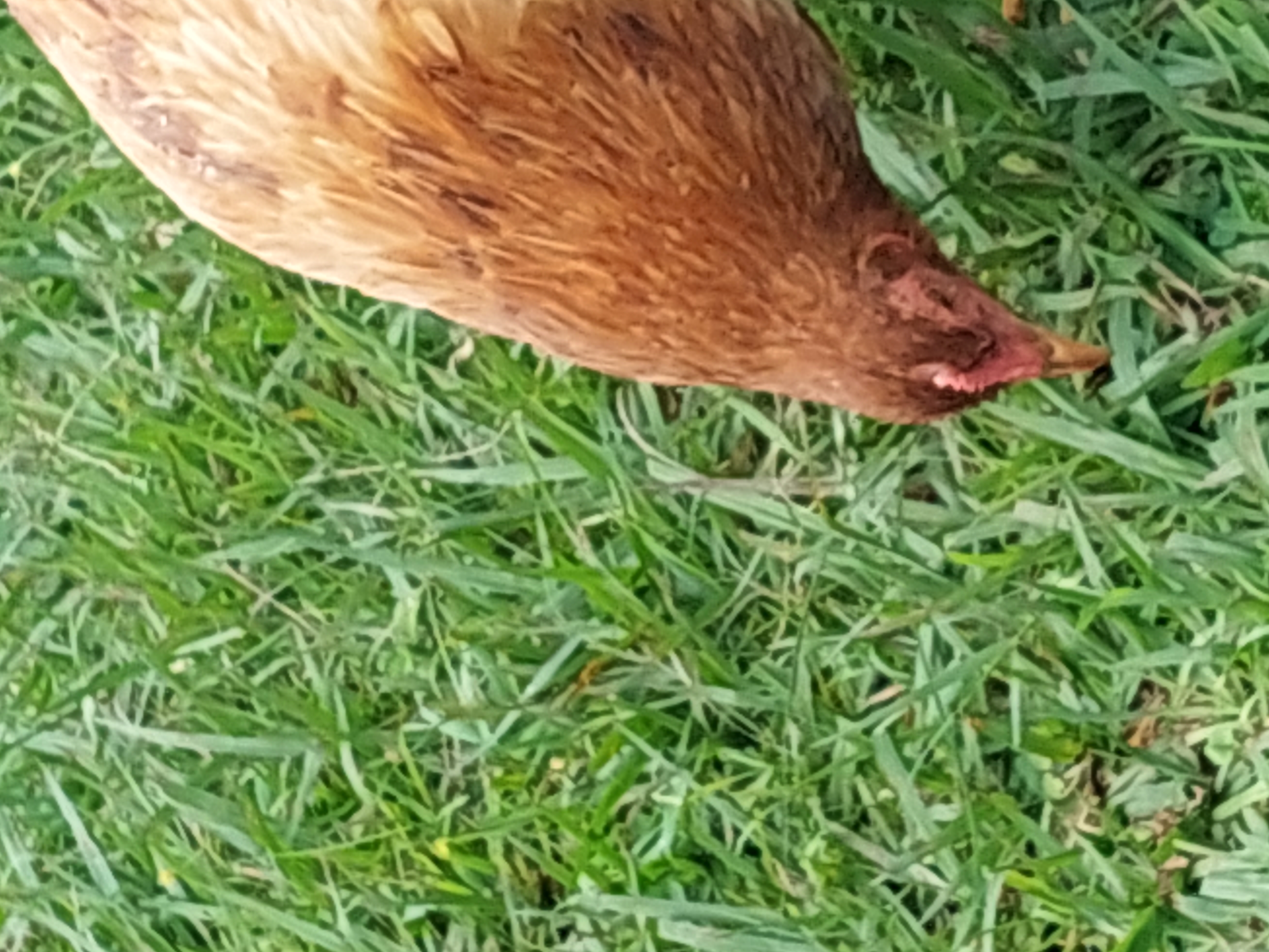 Das Problem ist nicht das Huhn, vielmehr ist es die Ernährung.