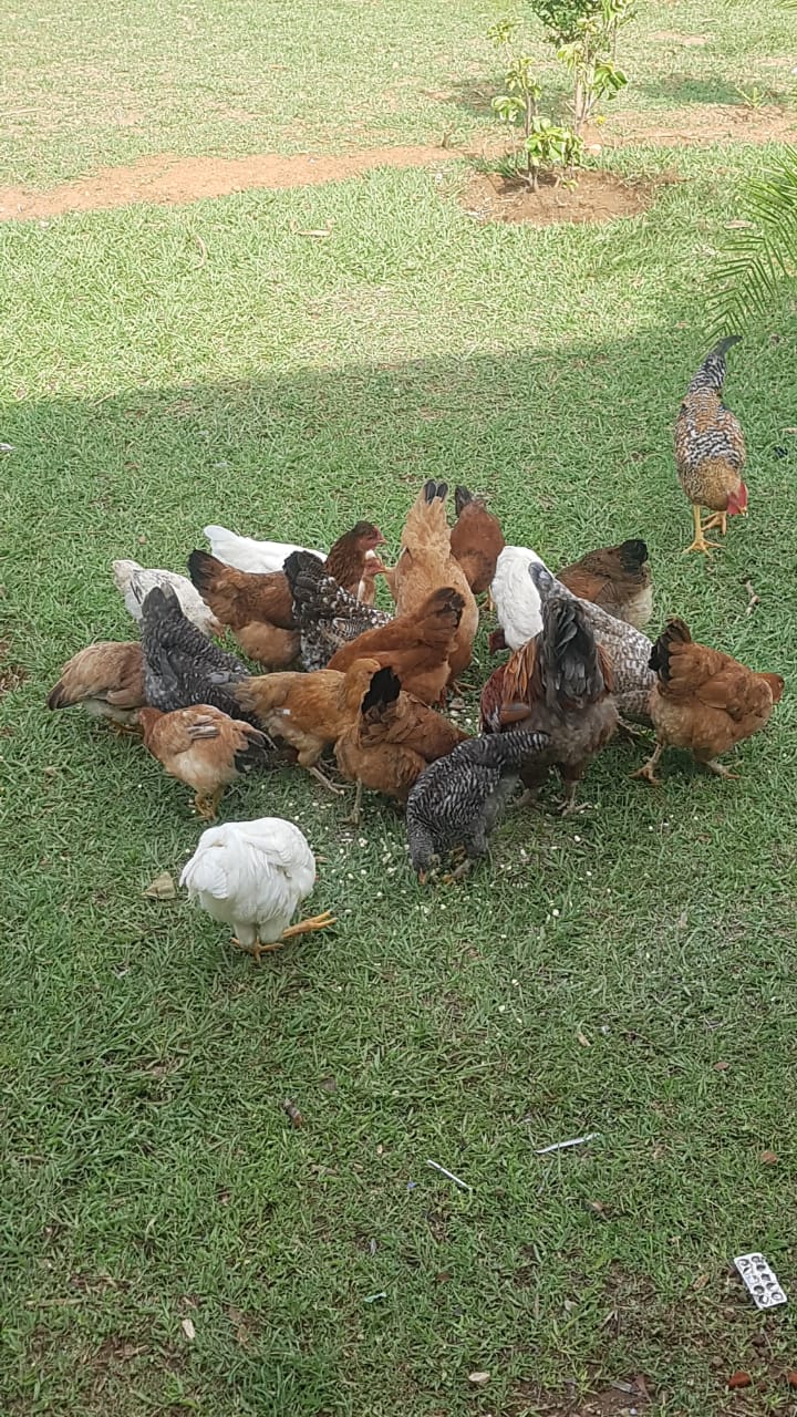 Etwas Mais aus eigenem Anbau, Eiweiß durch die Larven und Mineralien - so wird die Hühnertucht zum Erfolg.