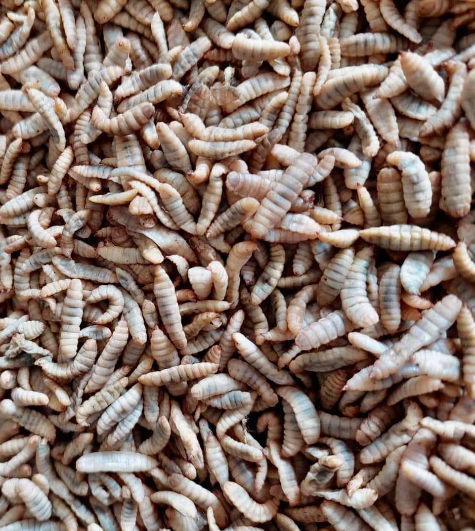 Es geht vor allem um die Eiweißkomponente im Futter. Lösung ist die Larve der Soldatenfliege.