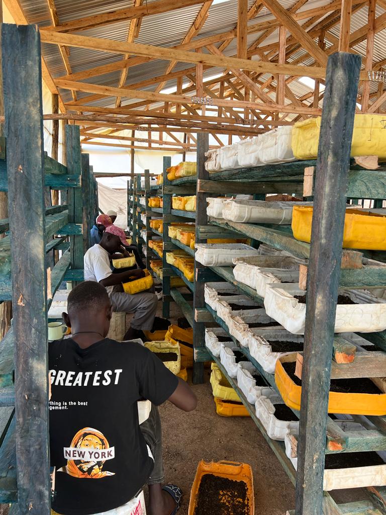 In diesen einfachen Regalen lassen sich die Larven in zerteilten Kanistern leicht züchten.