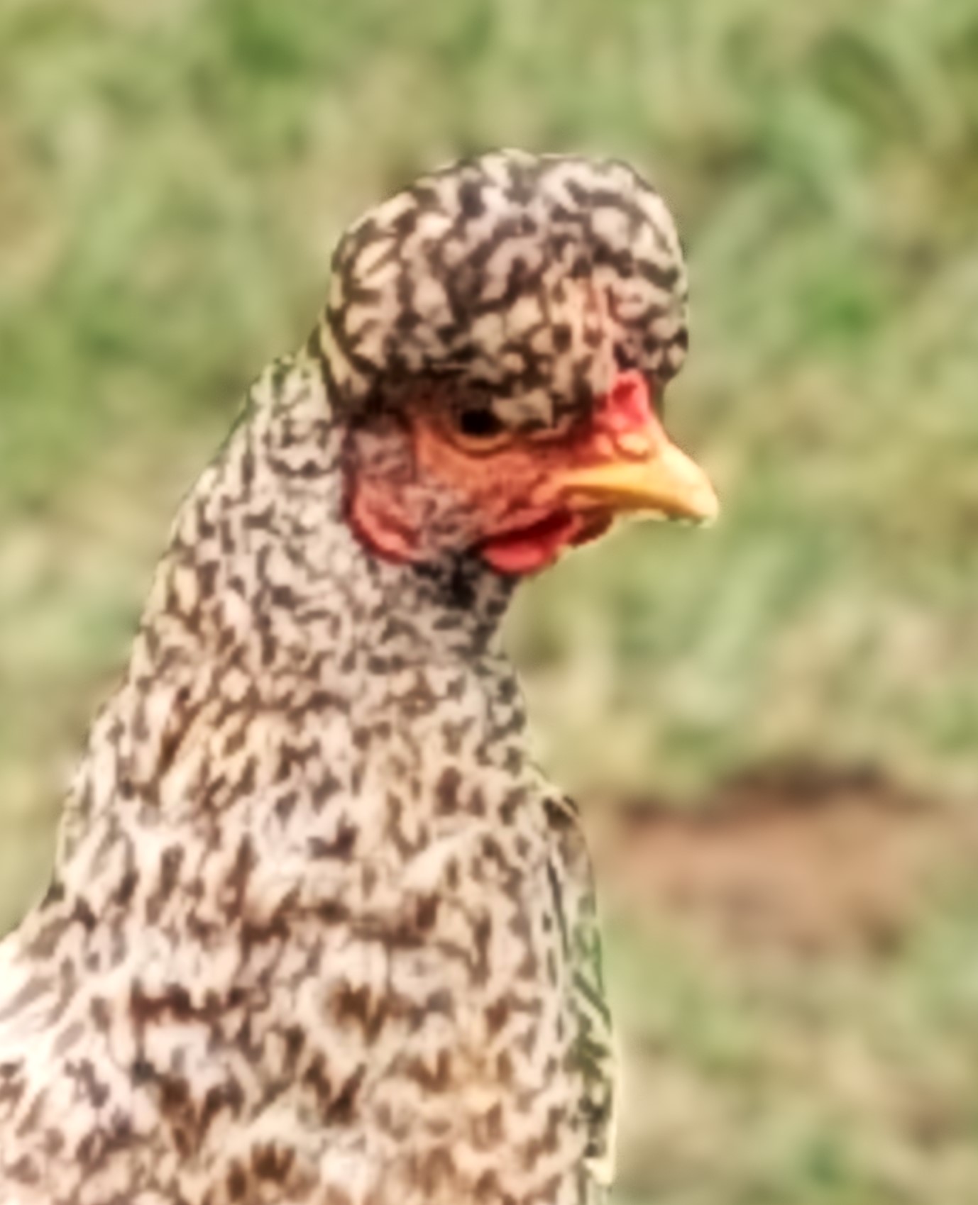 "ich wollt' ich wär ein Huhn ....